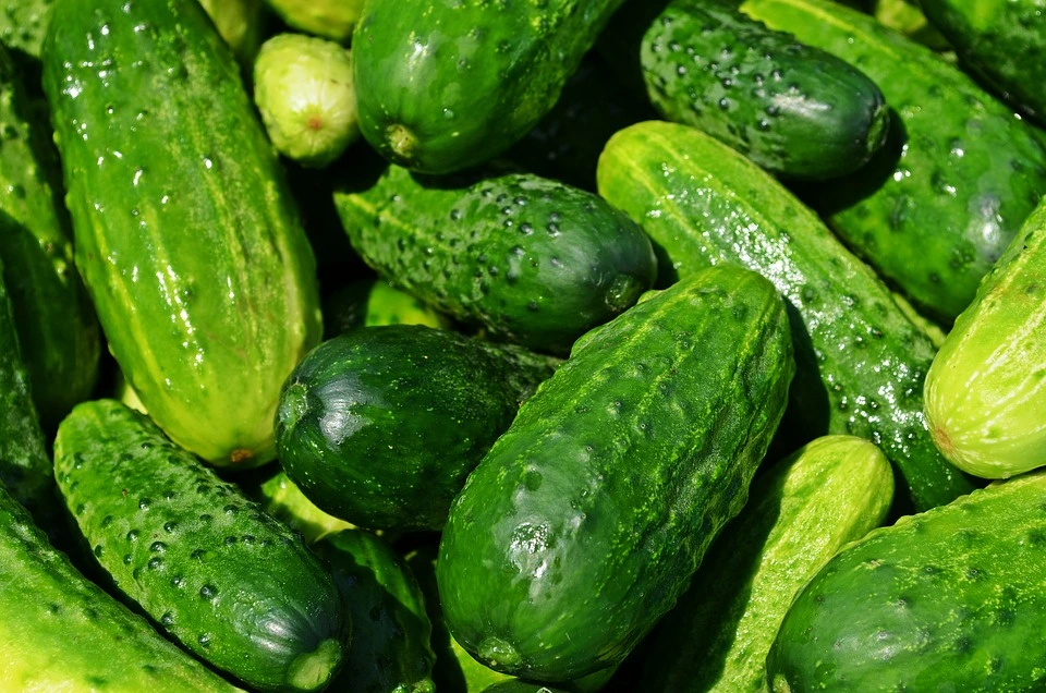 Jak zpracovat okurky kromě klasického zavaření?