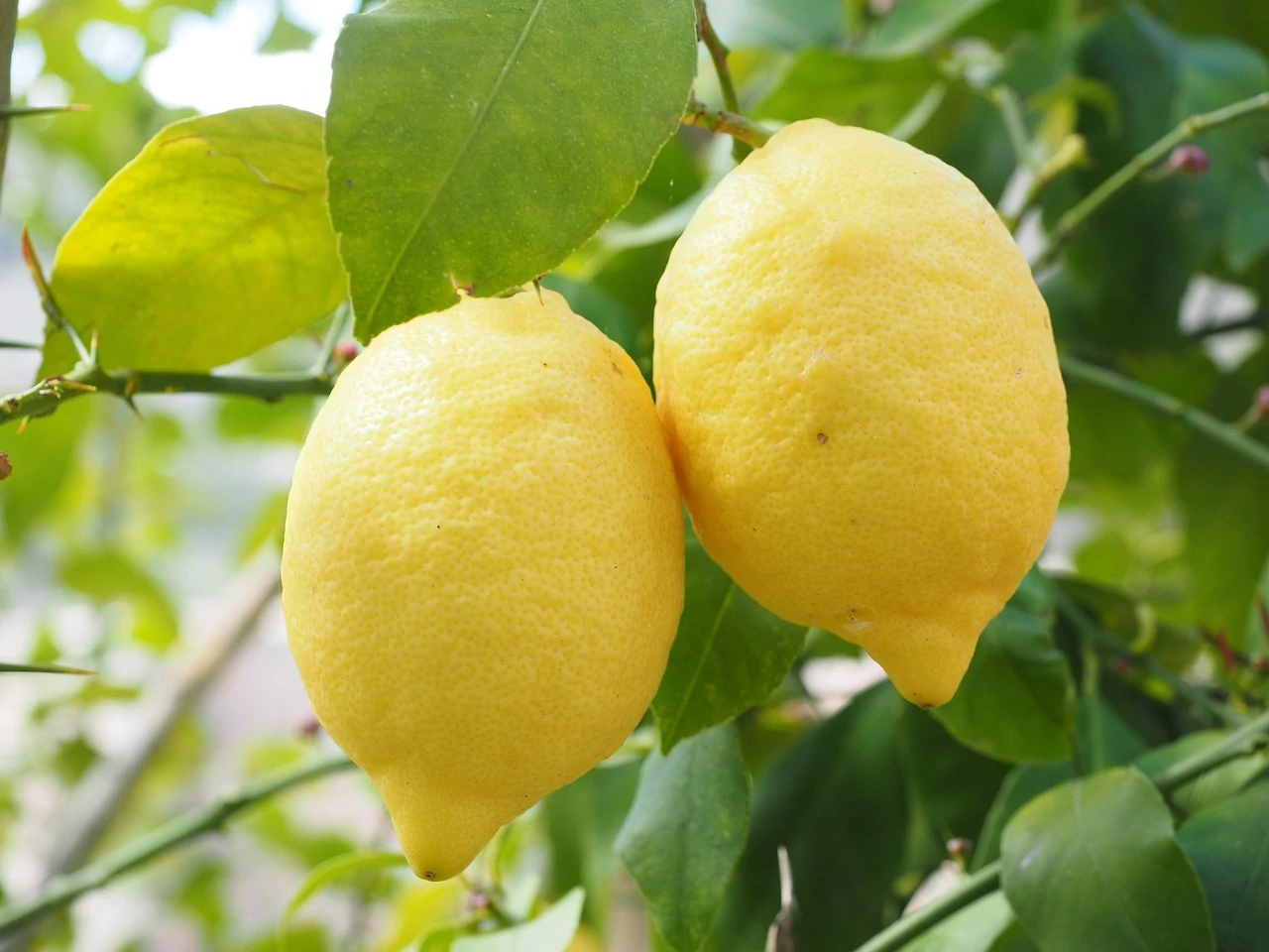 jak pěstovat citrusy?